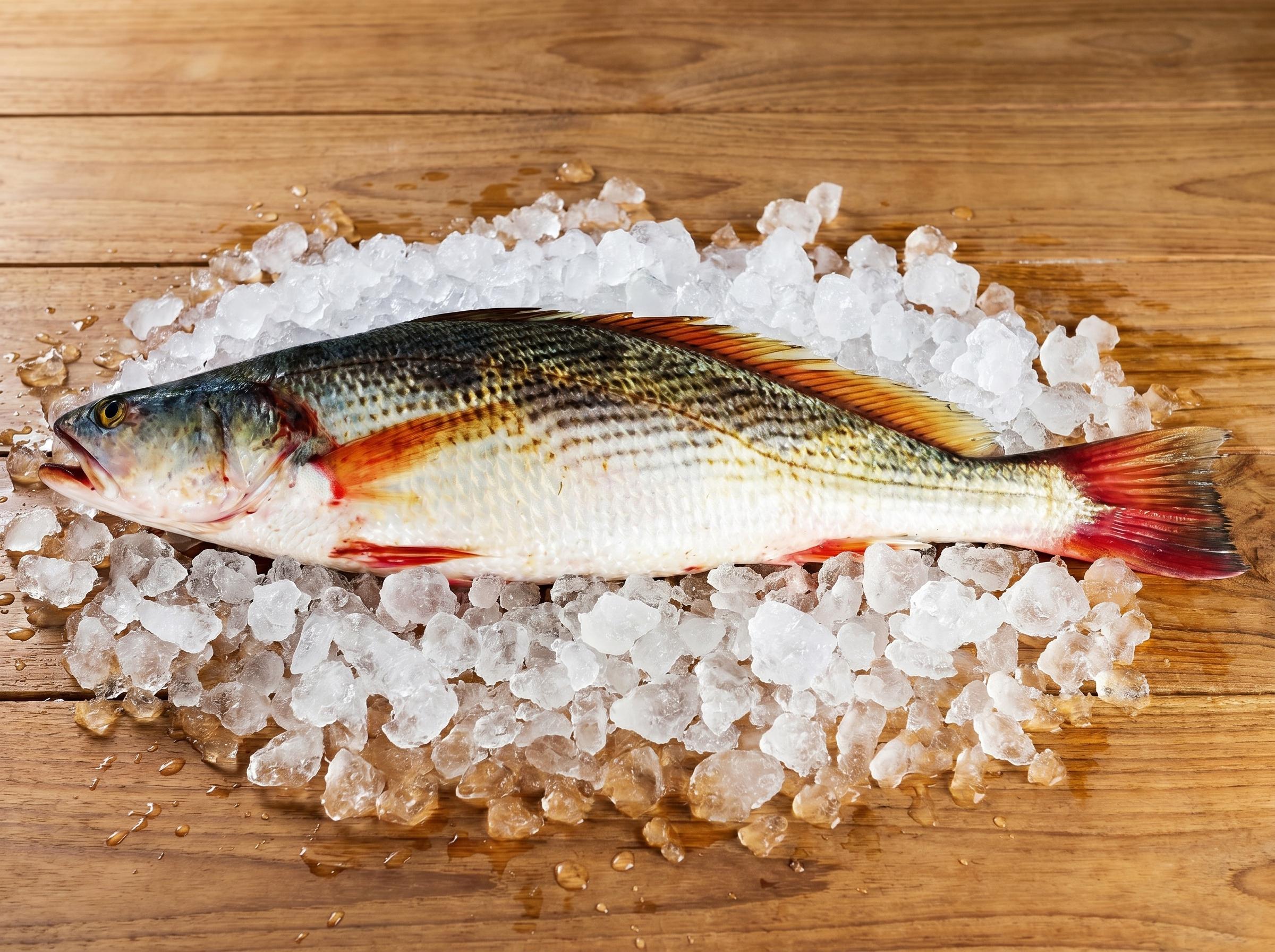 Pseudotolithus senegalensis - Senegalese croaker from Mauritanian Atlantic waters